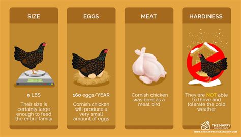 The Cornish Chicken Breed Profile – All You Need To Know - The Happy Chicken Coop