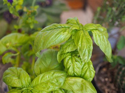 Basil Basilicum plant stock photo. Image of vegetarian - 125728324