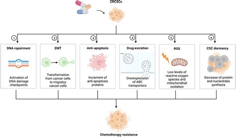 Differences And Similarities Between Colorectal Cancer, 42% OFF