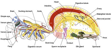 File:Spider internal anatomy-en.svg - Wikipedia