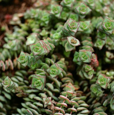 9 Most Popular Succulent Varieties