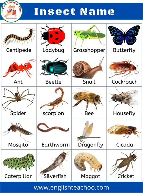 List of all Insects Name in English with Pictures 1 | Insects names, Colors name in english, Insects