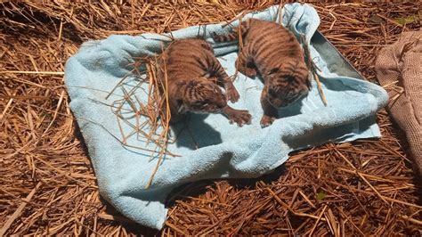 Bengal Tiger Cubs Images