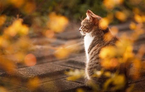 Autumn Cat Wallpapers - Top Free Autumn Cat Backgrounds - WallpaperAccess