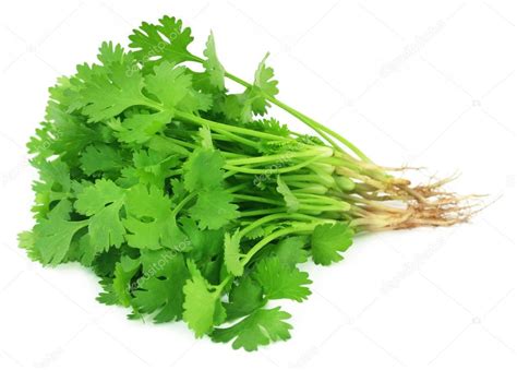 Bunch of fresh coriander leaves ⬇ Stock Photo, Image by © bdspn74 #90760952