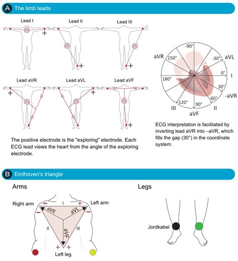 The ECG Leads: Electrodes, Limb Leads, Chest (precordial)