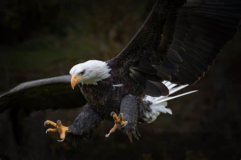 Never Arm Wrestle a Bald Eagle - intoBirds