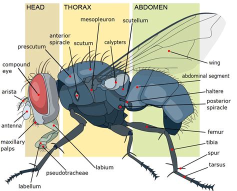 Thorax Insect Anatomy