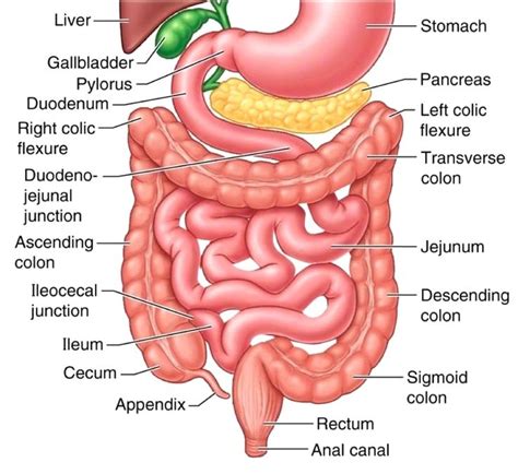 The Small Intestine - Part 4 of the 5 Phases of Digestion