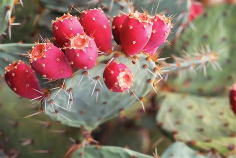 Prickly-pear-cactus-Arizona - Gardening Soul