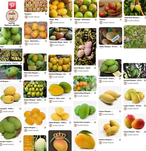 Mango varieties in India- Snippets of information - India Info