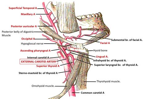 External Carotid Artery – Anatomy QA