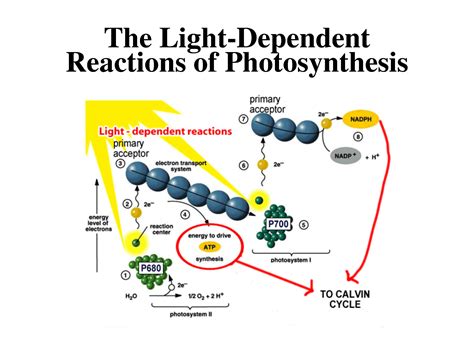 AP Biology Magna Vista: Thoughts and Suggestions for Cellular Energetics...Photosynthesis