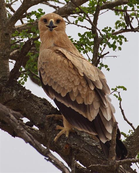 African Savanna Birds Of Prey - Pets Lovers