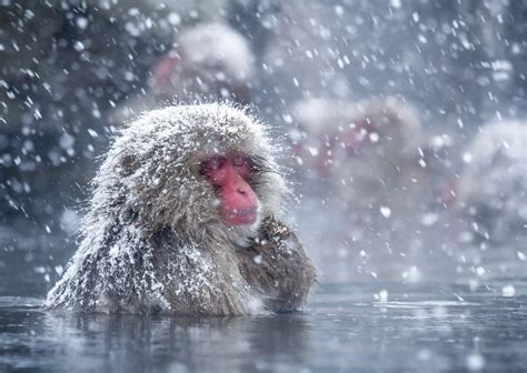 Snow Monkeys Love Hot Baths Just Like Humans Do, and Now We Know Why | Live Science