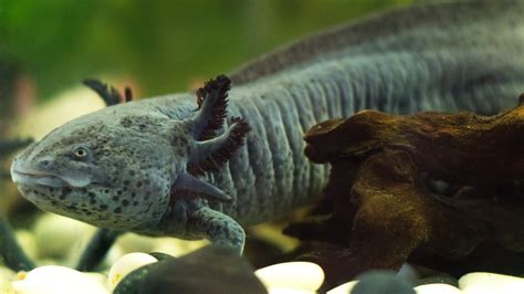 Axolotl genome sequenced, revealing regeneration genes – EEJournal