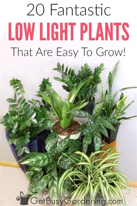 Great Low Light Houseplants