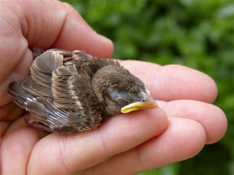 What to Do When You Find a Baby Bird on the Ground – Chirp Nature Center