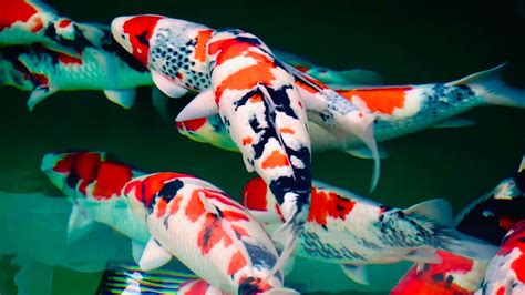 Koi Fish Color Meaning - Getinfolist.com