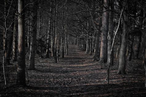 Creepy Forest Wallpapers - Top Free Creepy Forest Backgrounds - WallpaperAccess