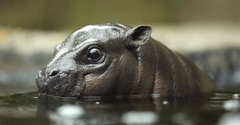 San Diego Zoo’s baby pygmy hippo makes splashy debut - Los Angeles Times