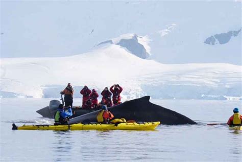 Kayaking in Antarctica | Adventure Cruise Activities | Swoop