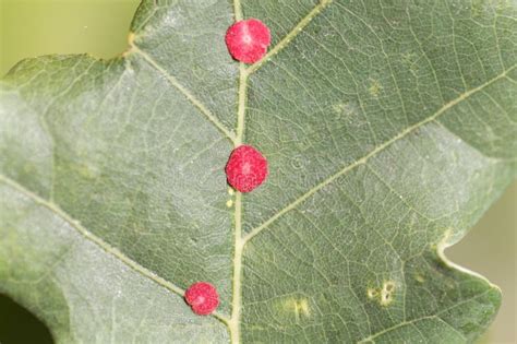 Common Spangle Gall Neuroterus Quercusbaccarum Oak Leaf Stock Photos - Free & Royalty-Free Stock ...