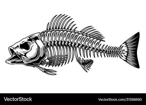 Bass fish skeleton monochrome concept Royalty Free Vector