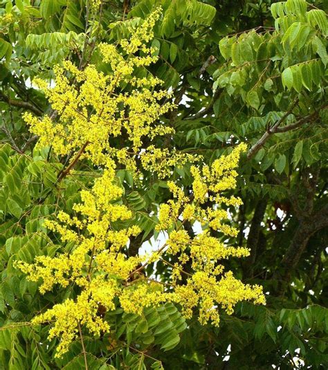 Koelreuteria bipinnata - Chinese Flame-Tree exotic flower bonsai seed - 20 seeds - Cacti ...