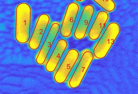 New tool helps nanorods stand out | Rice News | News and Media Relations | Rice University