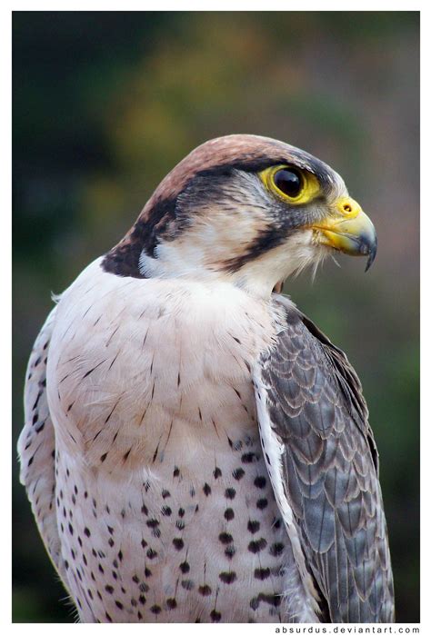 Lanner falcon - Alchetron, The Free Social Encyclopedia