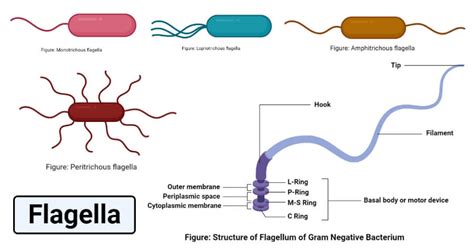 Flagella: Structure, Types, Arrangement, Functions, Examples