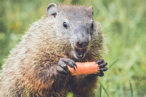 Funny Faced Young Groundhog showing teeth. Young Groundhog Marmota Monax holding , #Aff, # ...