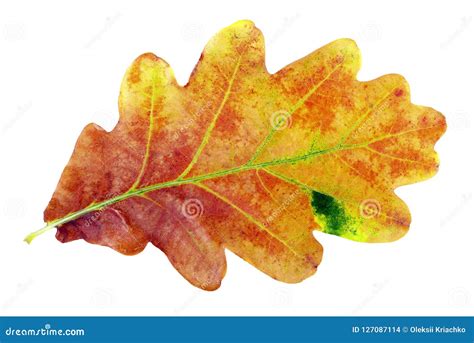 Autumn Leaves. Oak Leaf Isolated on White Stock Photo - Image of color, decoration: 127087114