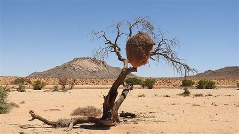 Desert National Park Jaisalmer - Rajasthan