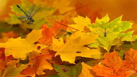 Piling Fall Leaves HD desktop wallpaper : Widescreen : High Definition ...