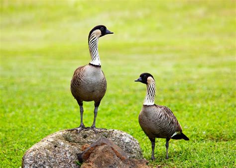 64 Endemic Birds of Hawaii: Checklist for Birding in Hawaii | JustBirding.com