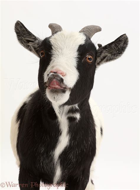 Black-and-white Pygmy Goat flehming photo WP43721