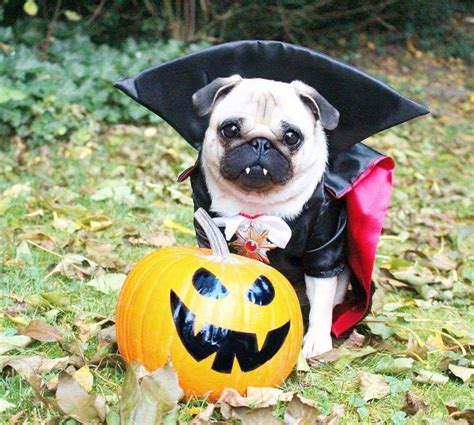 Pin by Trix......💀🐶 on PUGS, PUGS, PUGS | Pug halloween costumes, Pet ...