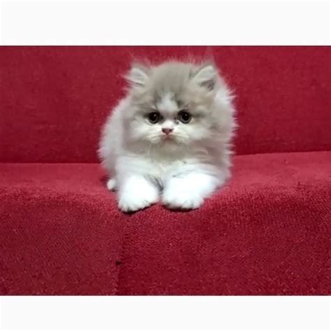 Jual Kucing Persia Anak Kucing Flatnose Abu Abu Putih Peaknose Kitten ...