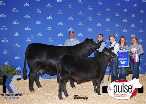 Austin Stock Show – Junior Heifer Show | Brangus | The Pulse