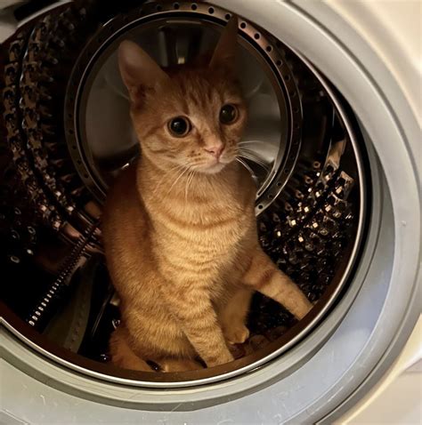 Safety Tips - Cat Dryer - Prevent Pet Suffocation