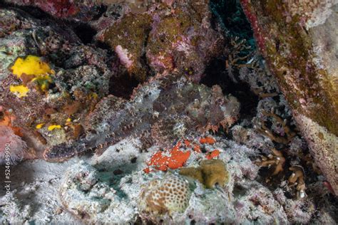 A stonefish is hiding under coral using its camouflage Stock Photo | Adobe Stock