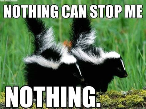 10 Hilarious Skunk Memes | Memes, Hilarious, Bad humor