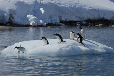 Climate change in the Polar Regions is a global problem