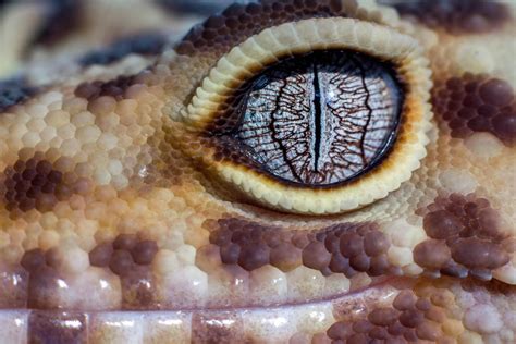 ITAP of a leopard gecko eye : r/itookapicture