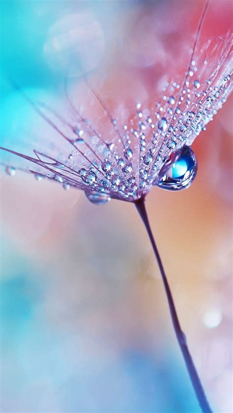 Dew Drops Flower Bokeh Macro 4K Ultra HD Mobile Wallpaper | Flower ...