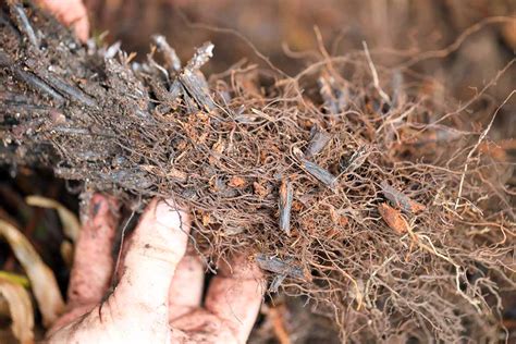 How to Propagate Ferns | Gardener’s Path