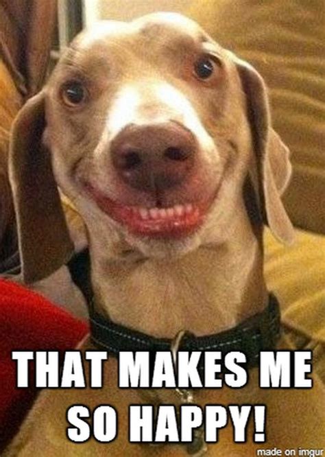 85 Happy Memes - "That makes me so happy!" Funny Dog Faces, Funny Dog Videos, Funny Dogs, Funny ...