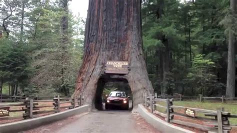 Giant Redwood Trees